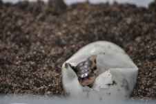 snakes 004.jpg