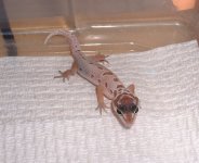 DSCF0007.jpg