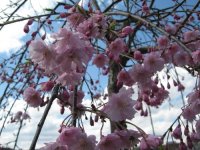 weepingcherry41208b.jpg