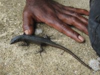 Skink next to hand.JPG