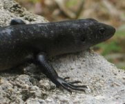 Skink head.JPG
