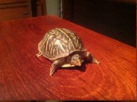 my little boxie.jpg