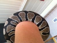 img1485y.jpg
