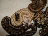 dragon fly and litter mates, lessers and caramels 035.jpg