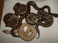 dragon fly and litter mates, lessers and caramels 040.jpg