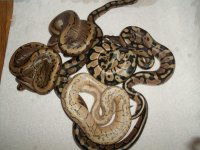 dragon fly and litter mates, lessers and caramels 039.jpg