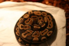 Post Shed 3-24-13.jpg