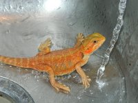 2013 tranz 015.jpg