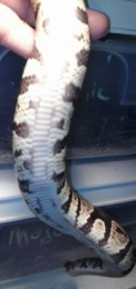 dp5.jpg