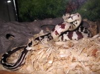 Mayo11_2012cobra.jpg