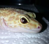 raptor eye.jpg