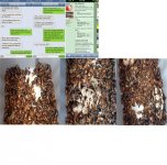 2933-34-hh-3 dead pics.jpg