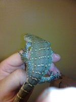 baby nile 2.jpg