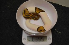 Pied male.jpg