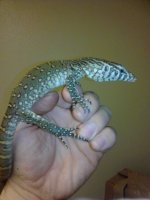 baby nile 3.jpg