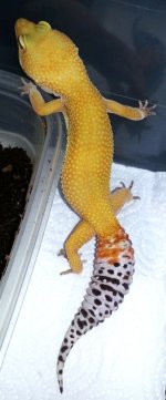 42g.jpg