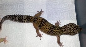 67 g.jpg