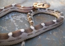 Corn 29 Anery Motley male.jpg
