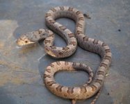 Glades Hatchling compressed.JPG