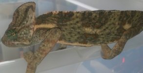 camo.jpg