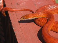 IMG_4962.JPG