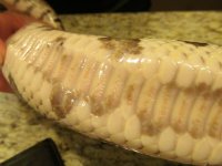 IMG_0020.jpg