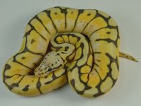 12-088-killer-bee-het-ghost-female.jpg