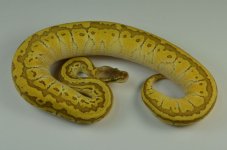 12-196-emperor-female1.jpg