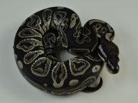 12-754-vpi-axanthic-black-pastel-male.jpg