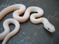 Texas 110 Leucistic.jpg