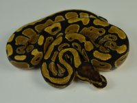 12-896-specter-female.jpg