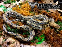 RR-1.0-Het-Albino-1-1-750.jpg
