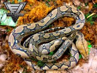 RR-1.0-Het-Albino-1-3-500.jpg