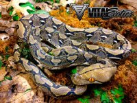 RR-1.0-Het-Albino-1-4-500.jpg