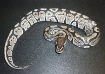 axanthic100hetalbino.jpg