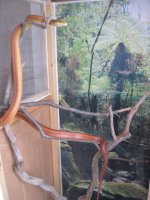 Snake in cage vert.jpg