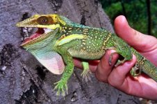Anolis smallwoodi smallwoodi.jpg