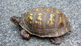 boxturtle.jpg