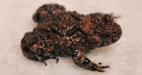 Bombina maxima - juvenile.jpg