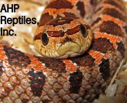 AHP Reptiles, Inc Red Southern Hognose.jpg