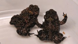 Bombina maxima - juveniles.jpg