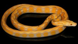 0000994_dwarf_albino_sunfires_550.jpeg