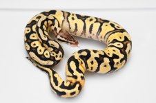 updated fireflyf.JPG