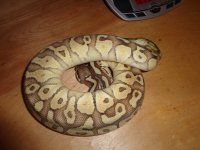 pythons 005.jpg