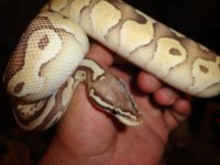 pythons 009.jpg