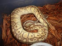 pythons 010.jpg