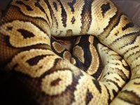 pythons 002.jpg
