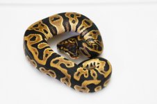updated leopard f1.JPG