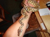 pythons 013.jpg