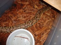 pythons 014.jpg